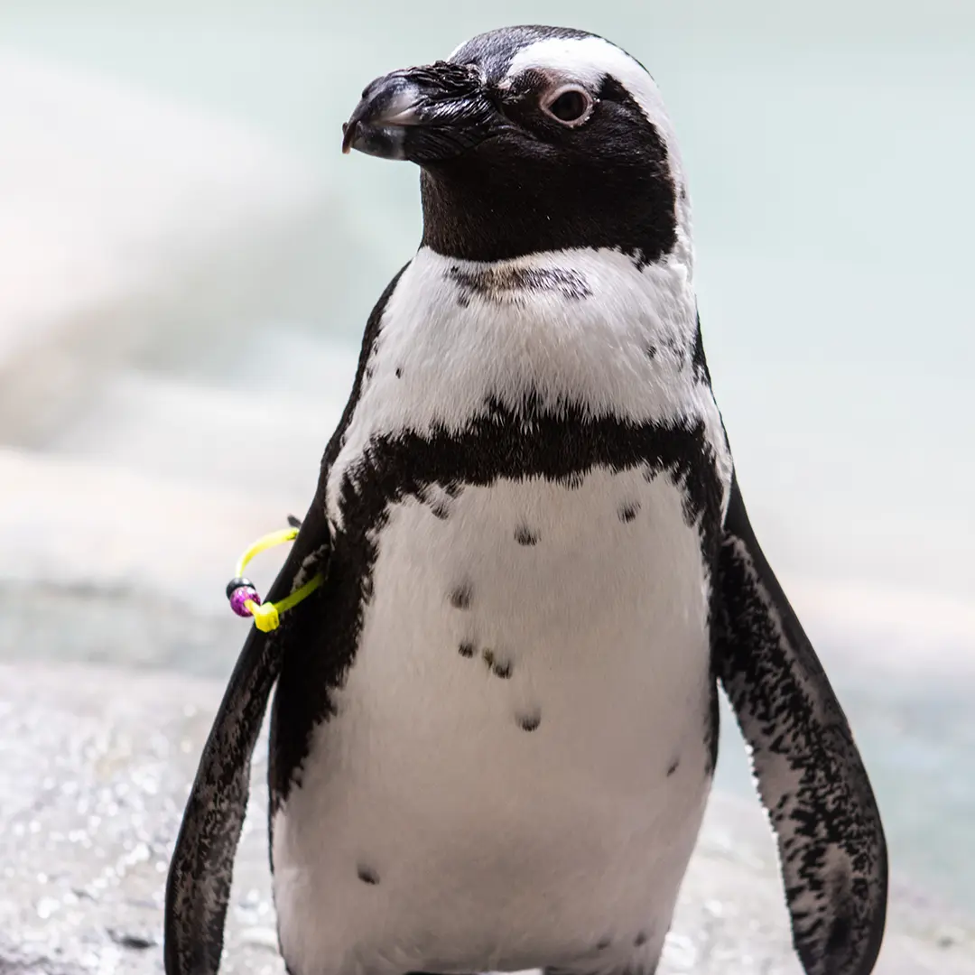 Toronto Zoo African Penguin