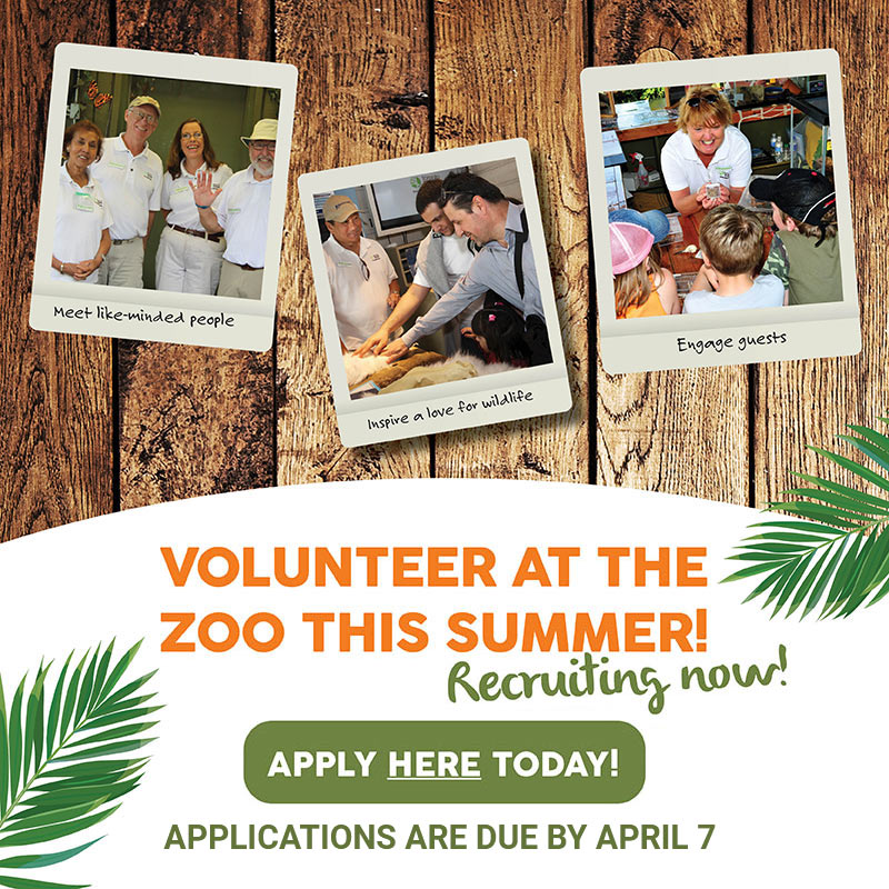 Volunteer at the Zoo this summer! Recruiting Now! Apply here today! Applications are due by April 7