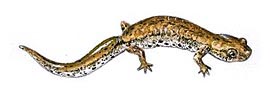 Four-toed salamander