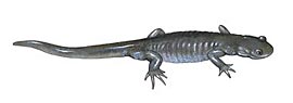 Jefferson salamander