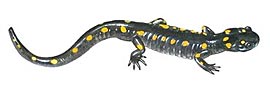 Spotted salamander