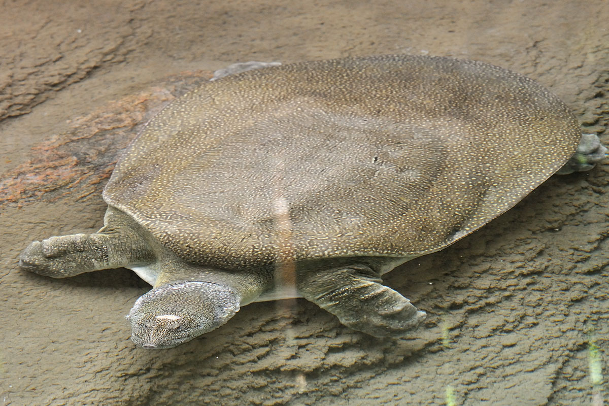 Nile Soft Shelled Turtle