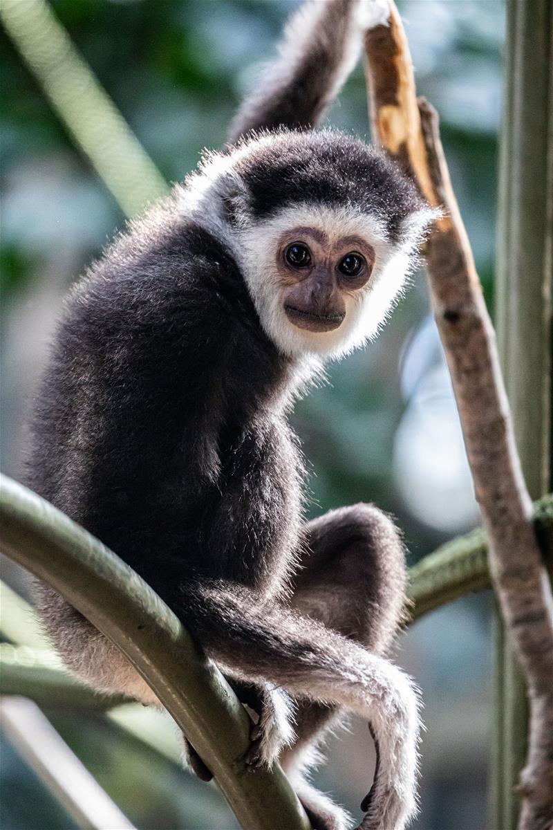 White Handed Gibbon